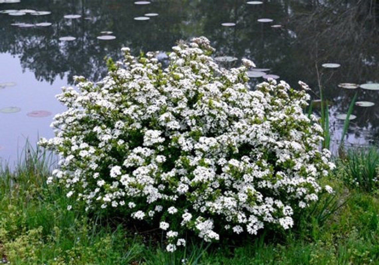 Walter's Viburnum Viburnum Obovatum 20 Seeds Etsy Australia