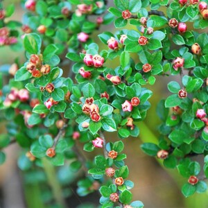 Rockspray Cotoneaster Cotoneaster horizontalis 100 Seeds USA Company image 3