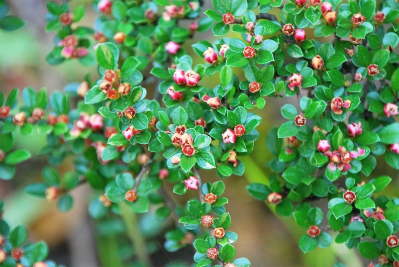 Rockspray Cotoneaster Cotoneaster horizontalis 100 Seeds USA Company image 3