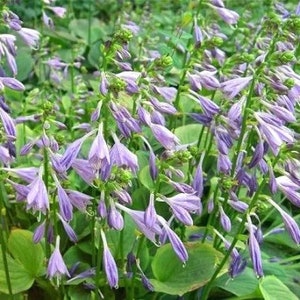 Blue Plantain Lily Hosta ventricosta 50 Seeds USA Company image 4