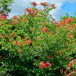 Red Orchid Tree Bauhinia galpinii 10 Seeds USA Company image 7