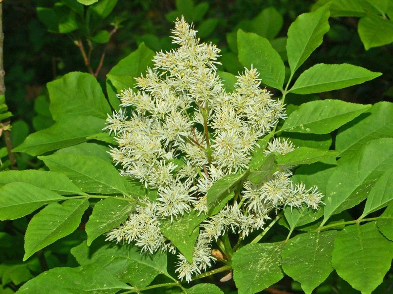 Flowering Ash Fraxinus ornus 20 Seeds USA Company image 2