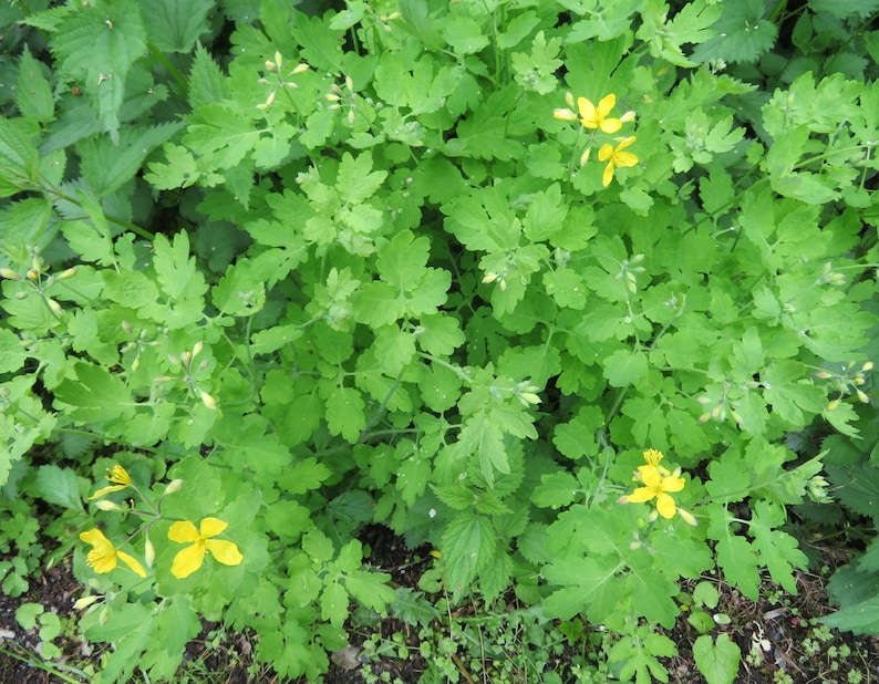 Greater Celandine Chelidonium majus 100 Seeds USA Company image 2