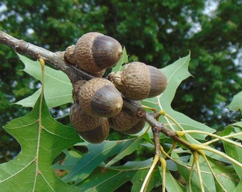 Nuttall's Oak  Quercus nuttallii   10 Seeds  USA Company