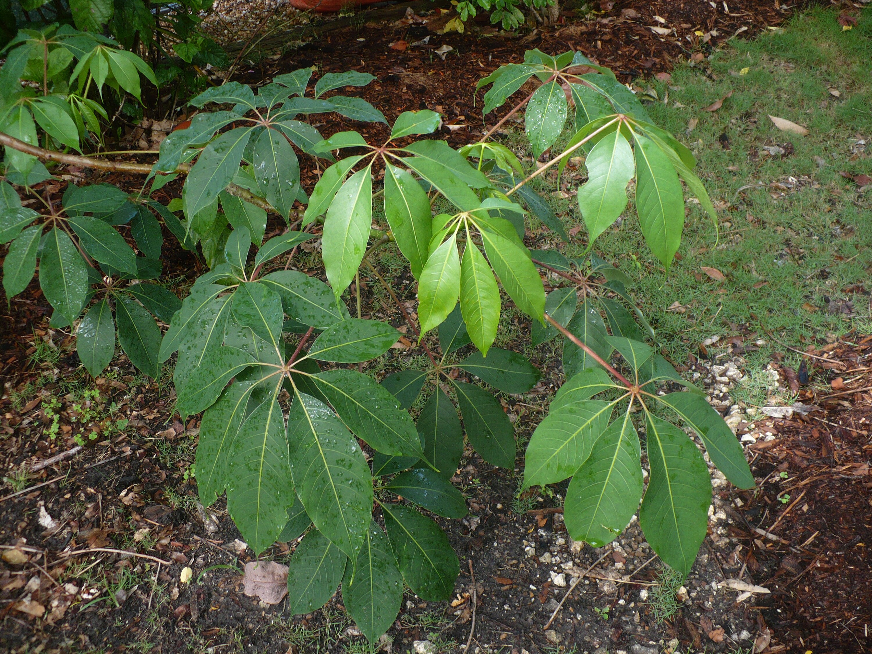 Bombax Ceiba  Treeworld Wholesale Bombax Ceiba