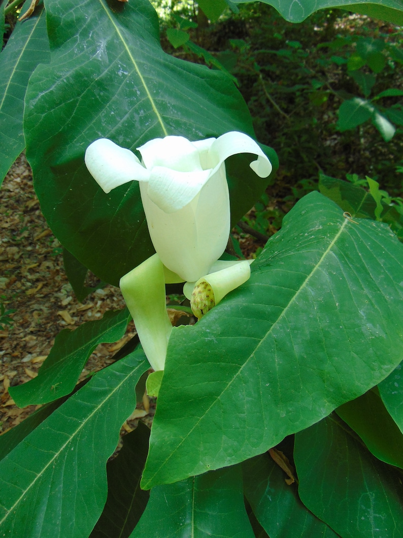 10 Seeds Ashe's Magnolia Magnolia ashei