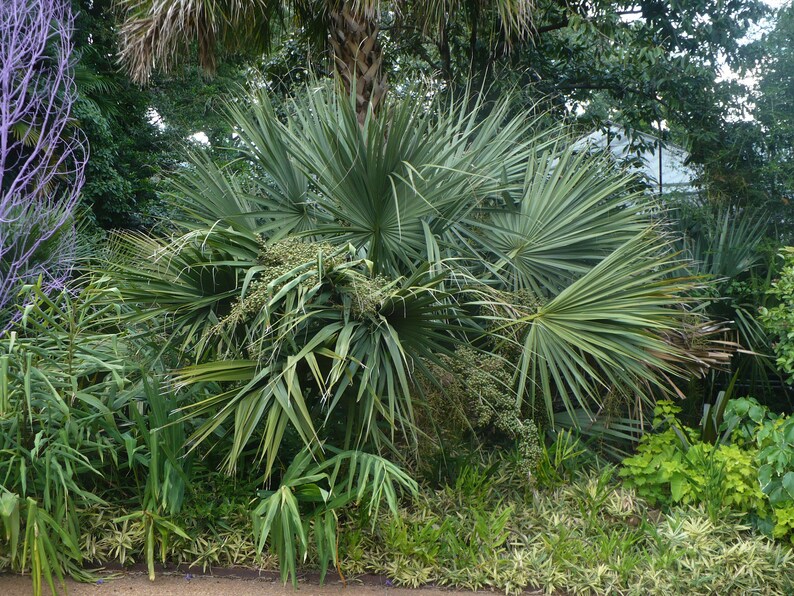 Home Garden Free Shipping Dwarf Palmetto Bluestem Palmetto Hardy