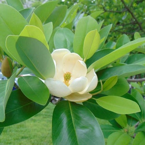 Sweetbay Magnolia Magnolia virginiana 100 Seeds USA Company image 3