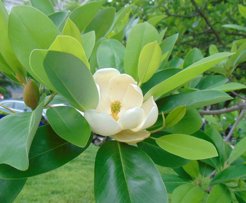 Sweetbay Magnolia Magnolia virginiana 100 Seeds USA Company image 3