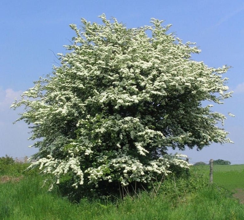 English Hawthorn Crataegus monogyna 20 Seeds USA Company image 5