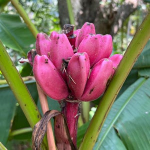 Pink Banana   Musa velutina   20 Seeds