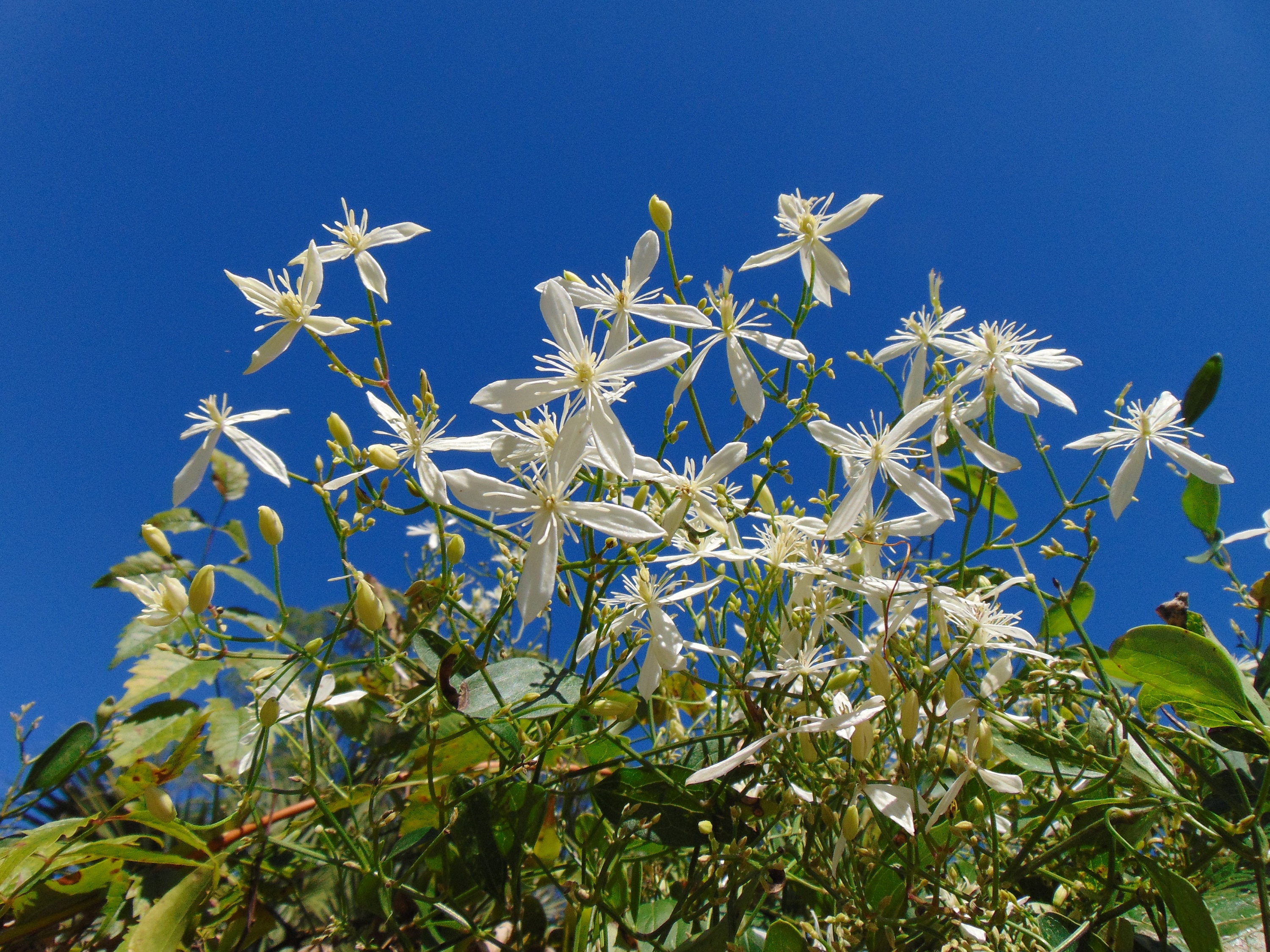 Sweet Autumn Clematis Clematis Terniflora 50 Seeds Etsy