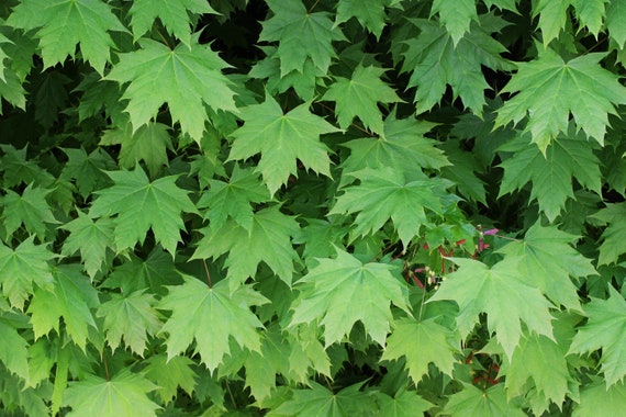Norway Maple Acer Platanoides 10 Seeds Free Us Shipping Etsy