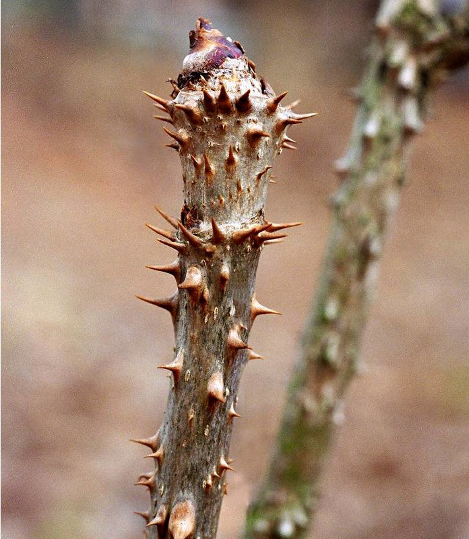 Devil's Walking Stick Aralia Spinosa 10 Seeds Free Etsy