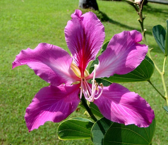 10 seeds Tree Orchids Pink Red Grain-Bauhinia variegata