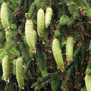 Norway Spruce Picea abies 100 Seeds USA Company image 6