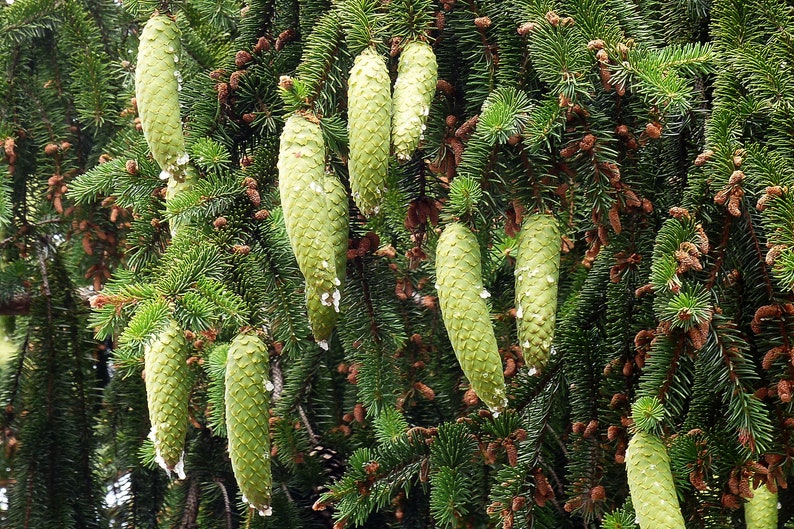 Norway Spruce Picea abies 100 Seeds USA Company image 6