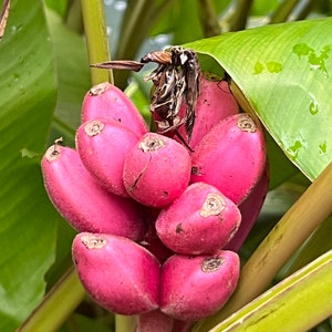 Pink Banana   Musa velutina   20 Seeds  USA Company