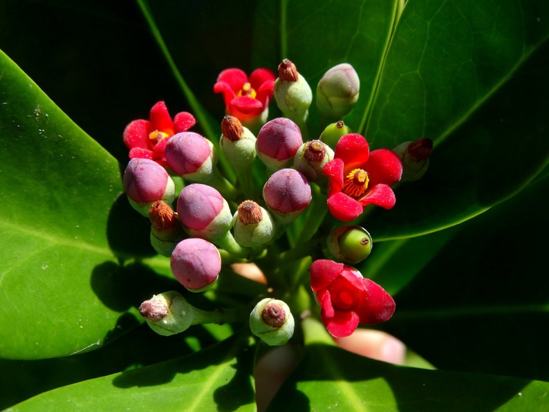 Wild Cinnamon Canella winterana Rare Organic 10 Seeds Etsy