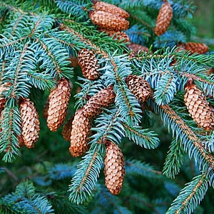 Sitka Spruce Picea sitchensis 100 Seeds USA Company image 5