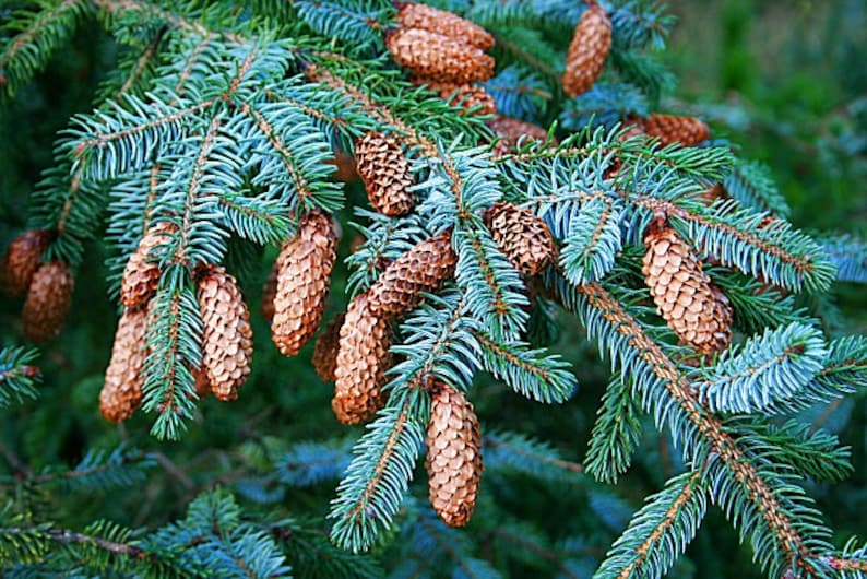 Sitka Spruce Picea sitchensis 100 Seeds USA Company image 5