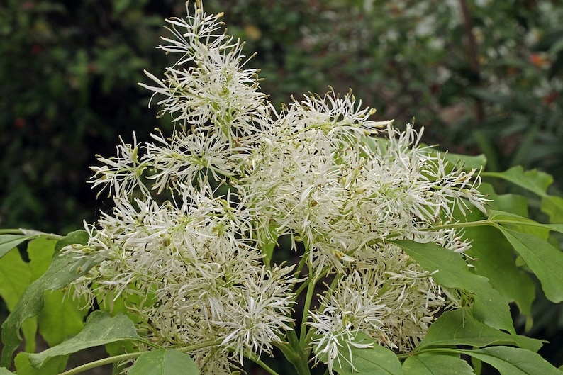 Flowering Ash Fraxinus ornus 20 Seeds USA Company image 3