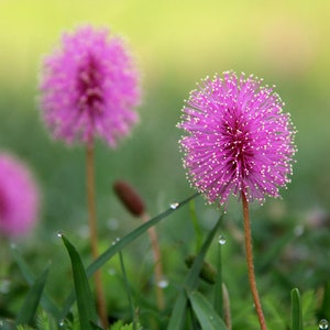 Sensitive Plant Mimosa pudica 500 Seeds USA Company image 5