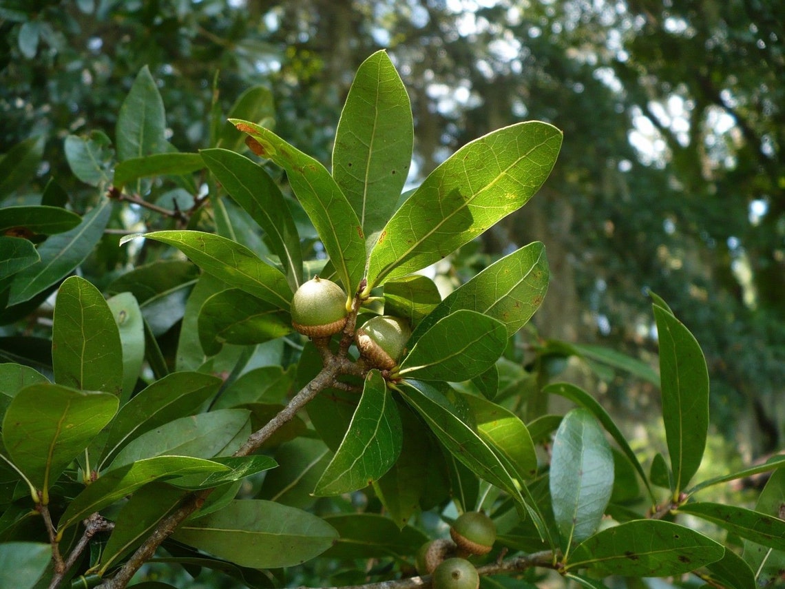 Laurel Oak Quercus laurifolia Organic 10 Seeds Free  Etsy