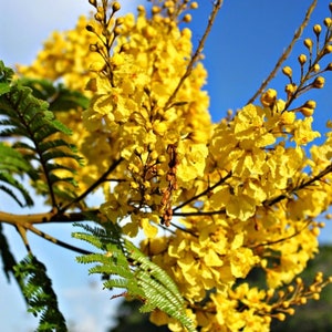 Yellow Poinciana  20 Seeds  Peltophorum pterocarpum