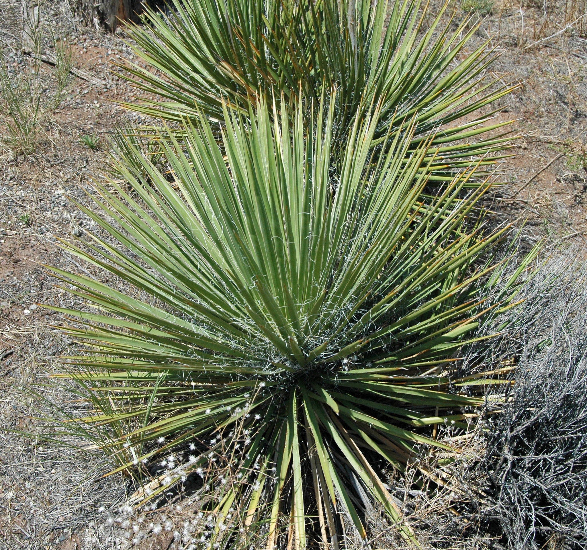 Soapweed Yucca Great Plains Yucca Yucca Glauca 10 Seeds free Etsy