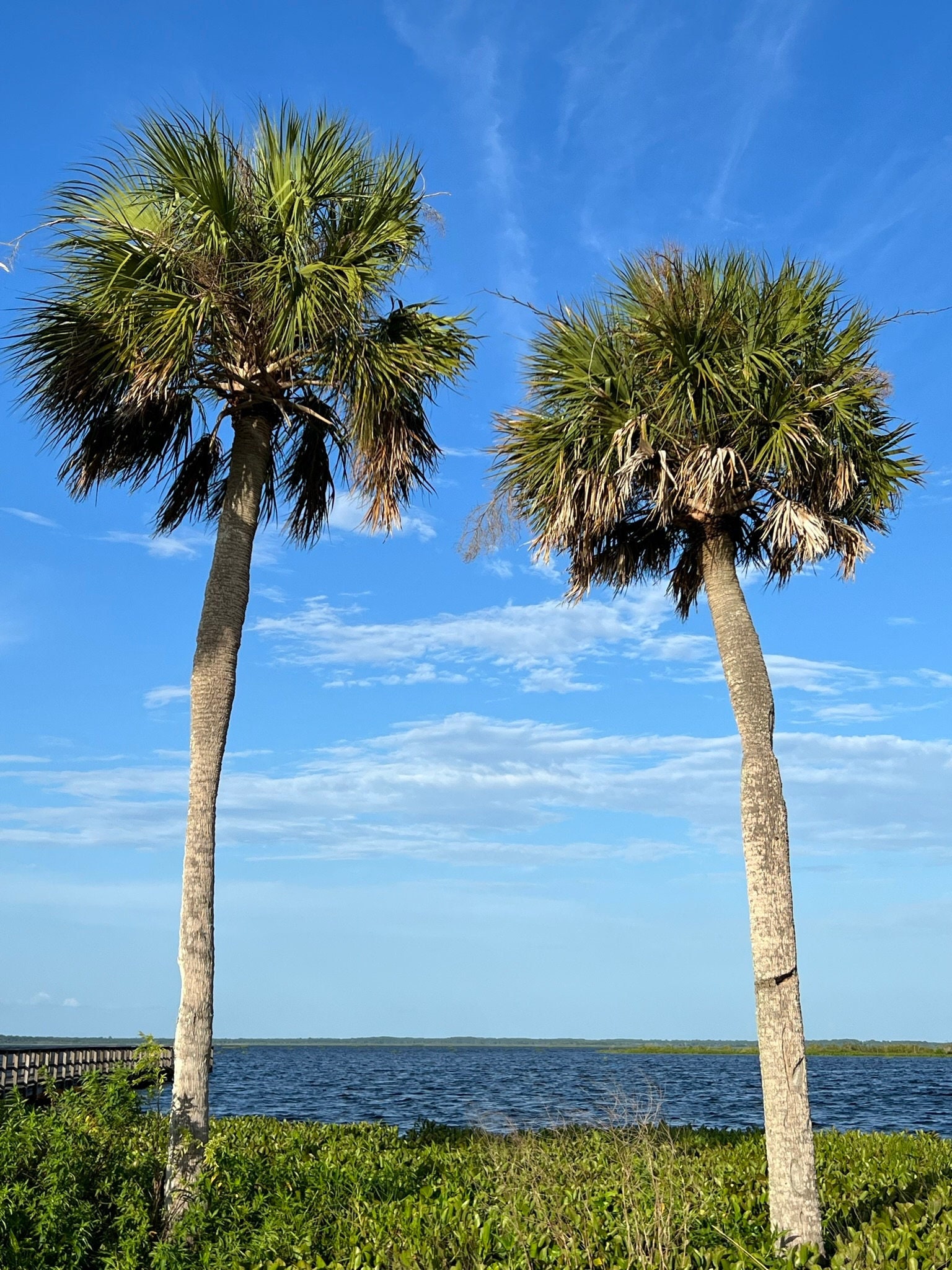 cabbage palm tree seeds