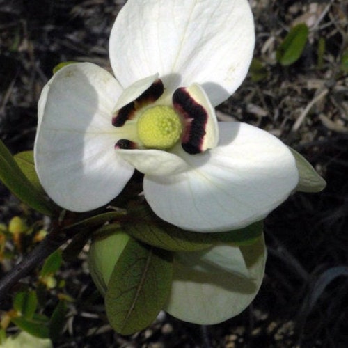 Bigflower Pawpaw   Asimina obovata  50 Seeds  USA Company