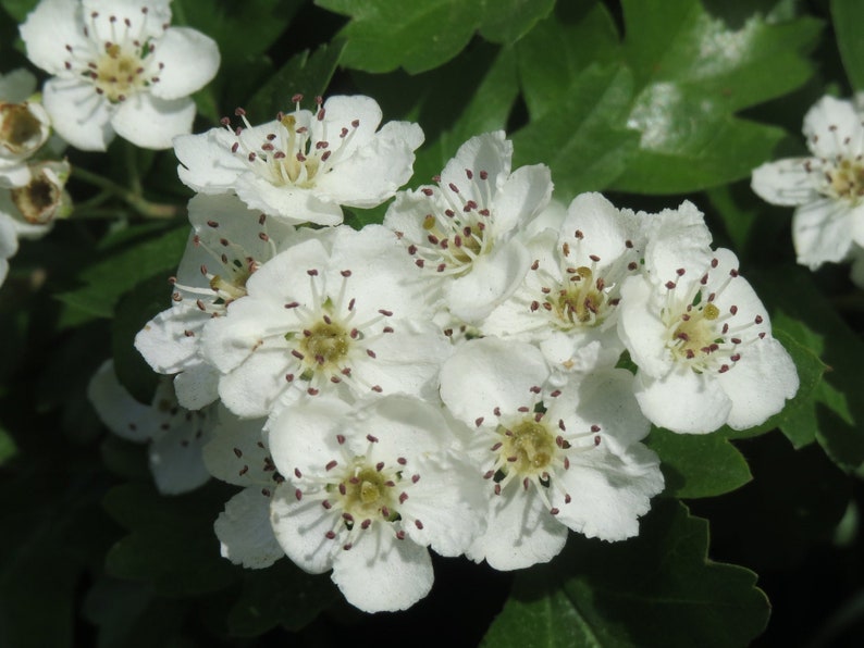 English Hawthorn Crataegus monogyna 20 Seeds USA Company image 2