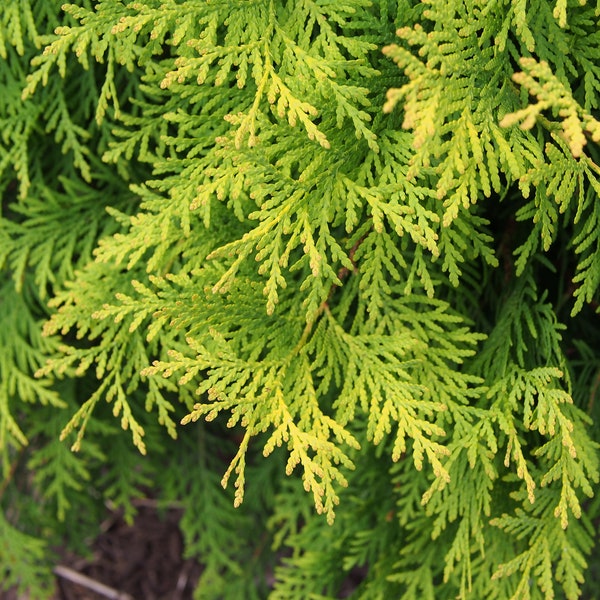 Golden Oriental Arborvitae   Platycladus orientalis Aurea  10 Seeds  USA Company