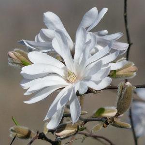 Star Magnolia  10 Seeds  Magnolia stellata