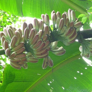 Burmese Blue Yunnan Banana  10 Seeds  Musa itinerans