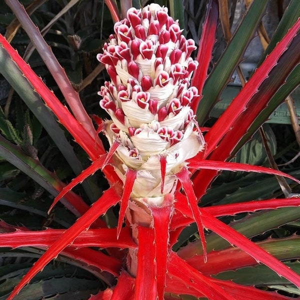 Wild Pineapple  Heart of Flame  Bromelia pinguin   10 Seeds  USA Company