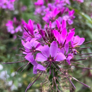 Spider Flower  100 Seeds  Violet Queen  Cleome hassleriana
