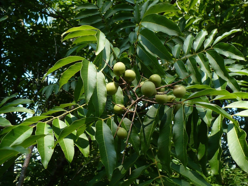 Florida Soapberry Soapnut Rare Tree Sapindus marginatus Etsy