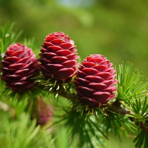 European Larch Larix decidua 500 Seeds USA Company image 5