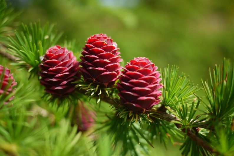 European Larch Larix decidua 500 Seeds USA Company image 5