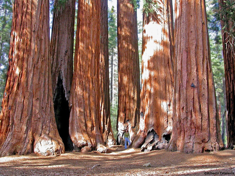 Giant Sequoia Redwood Sequoiadendron Giganteum 50 Seeds USA Company image 4