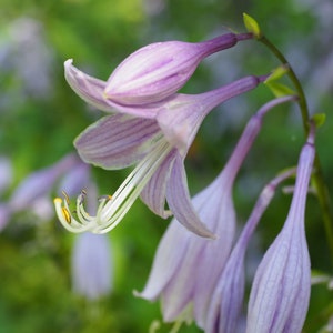 Blue Plantain Lily Hosta ventricosta 50 Seeds USA Company image 3