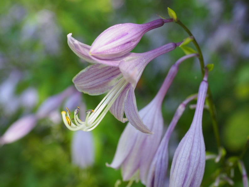 Blue Plantain Lily Hosta ventricosta 50 Seeds USA Company image 3