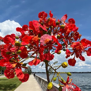 Royal Poinciana   Delonix regia   20 Seeds