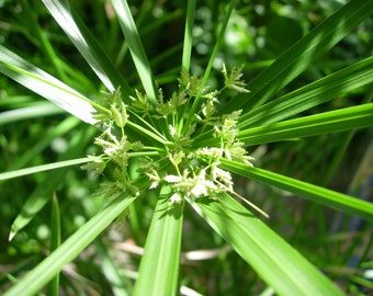 Graines B1080 Seeds Plants Shop Samenbank Pfullingen Patrik Ipsa Pcs 15x Cyperus Papyrus Véritable Branche Jardin Plantes