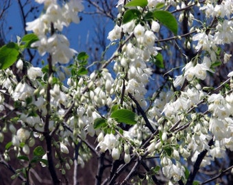 Two-wing Silverbell  Halesia diptera  10 Seeds  USA Company