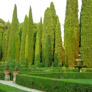 Italian Cypress Cupressus sempervirens 100 Seeds USA Company image 5