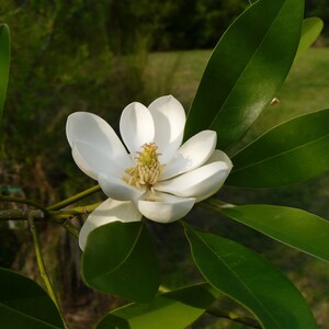 Sweetbay Magnolia Magnolia virginiana 100 Seeds USA Company image 2