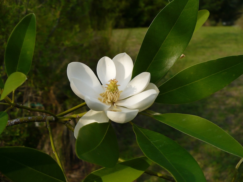 Sweetbay Magnolia Magnolia virginiana 100 Seeds USA Company image 2